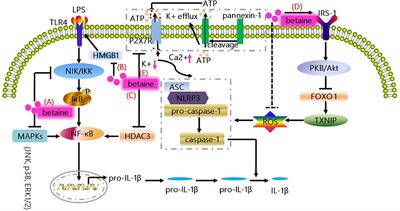 Betaine Inhibits Interleukin-1β Production and Release: Potential Mechanisms